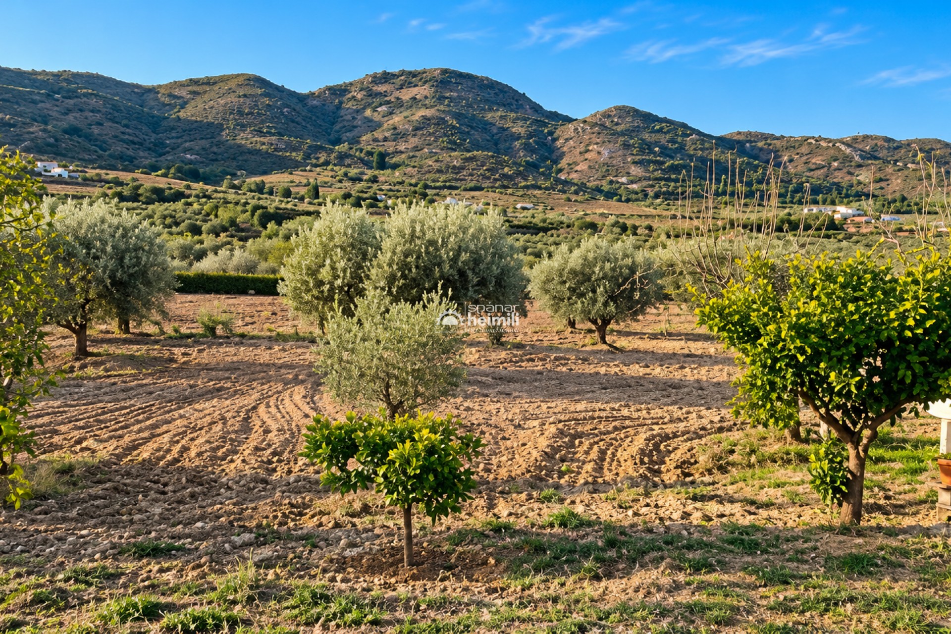 Revente - finca -
Tallante